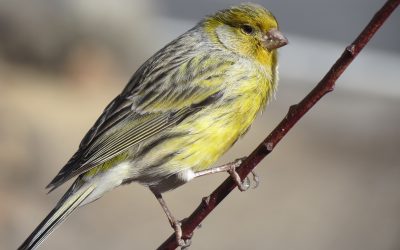 ¿Sabías qué mercancía era la más demandada en Canarias tras el azúcar, remieles, vinos y orchilla durante los siglos XVI – XVIII?